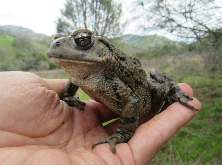 California Toad